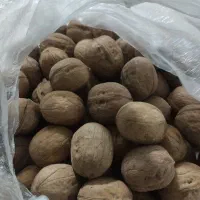 گردوی لرستان