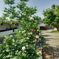 کافه باغ|استخدام خدمات فروشگاه و رستوران|مشهد, کوشک مهدی|دیوار