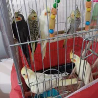 جوجه۳ماهه ویکونیم ماهه ویک جفت مولد بفروش می رسد.