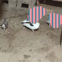 ۲تایهودی ۲تا طوقی|پرنده|عنبران, |دیوار