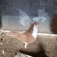 کبوتر شیخی(سیاه)|پرنده|سراب, |دیوار