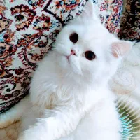 گربه پرشین صورت عروسکی نر و ماده