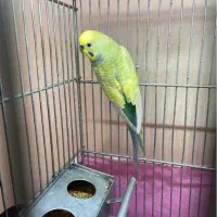 مرغ عشق|پرنده|یزد, |دیوار