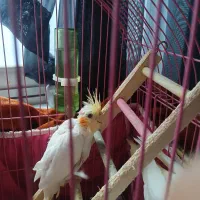 جوجه عروس هلندی