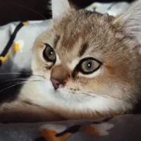 گربه بریتیش گلد