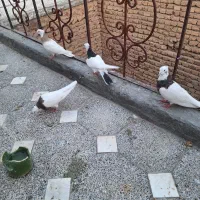 کفتر طوقی|پرنده|همدان, |دیوار