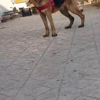 واگذاری سگ ژرمن کلاس B