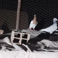 بهودی زردماده|پرنده|سبزوار, امیریه|دیوار