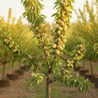 خرید نهال آلفا بادام آغاز یک باغ پرسود و آینده‌دار|گل و گیاه طبیعی|رودشت (چهارمحال و بختیاری), |دیوار