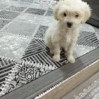 سگ اشپیتز دوماه