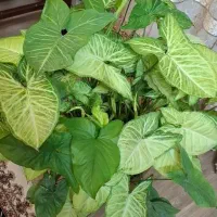 سینگونیوم ساده ابلق مینیاتوری