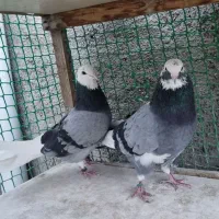 شازده سبز دهن جور