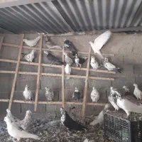 کبوتر .کفتر|پرنده|رودهن, |دیوار