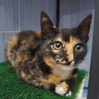 واگذاری بچه گربه|گربه|رشت, امین الضرب|دیوار