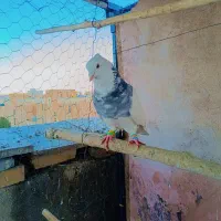 طوقی کاکولی