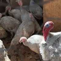 بوقلمون