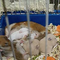 همستر بازیگوش و خوش روزی|موش و خرگوش|مشهد, عامل|دیوار