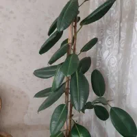 گل فیلکوس بزگ شاداب|گل و گیاه طبیعی|مشهد, امیریه|دیوار
