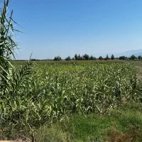 ذرت|خدمات باغبانی و درختکاری|سنگدوین, |دیوار