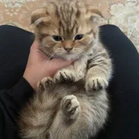 توله اسکاتیش و بیریتیش وارداتی