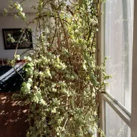 گلدان بسیار بزرگ فروشی