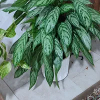 گل آگنوما|گل و گیاه طبیعی|کرمانشاه, |دیوار