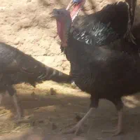 یک جفت بقلمون جوان|حیوانات مزرعه|بم, |دیوار