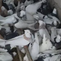 کبوتر طوقی و رنگی|پرنده|مبارکه, |دیوار