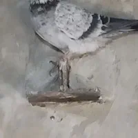 کبوتر خارجی|پرنده|نقده, |دیوار