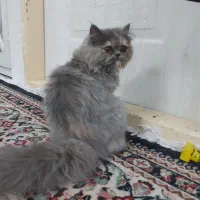 فروش گربه پرشین