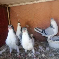 طاقی|پرنده|آران و بیدگل, |دیوار