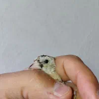 سهره