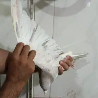 کفتر ساده خال چپ هفترنگ|پرنده|مشهد, انقلاب|دیوار
