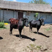 گاو آبستن لیشه مال ۲ راس ۸ ماه