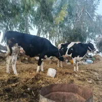 گاو|حیوانات مزرعه|رامیان, |دیوار