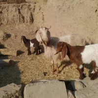 فروش بز و بره