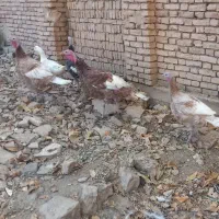 بوقلمون بوربن