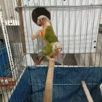 جفت گرینچیک|پرنده|بانه, |دیوار