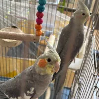 عروس هلندی