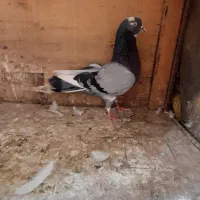 کبوتر
