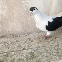 کفتر افغانی چپ سیاه