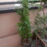 گلا|گل و گیاه طبیعی|پرند, فاز ۳|دیوار