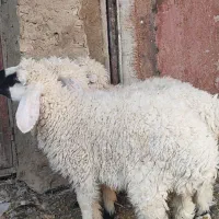 بره ماده|حیوانات مزرعه|هامون, |دیوار