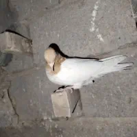 کفتر ماده|پرنده|کرمان, |دیوار