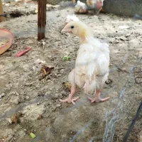 جوجه جوجه گوشتی
