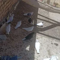 کبوتر