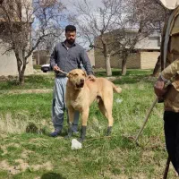 واگذاری سگ پژدر عراقی