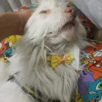 حیوان خانگی سگ