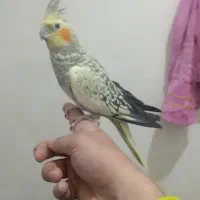 پرنده جفت عروس هلندی مرغ عشق قناری فنچ|پرنده|تربت جام, اسماعیل آباد|دیوار