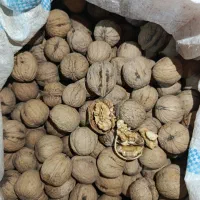 گردو|خوردنی و آشامیدنی|اردکان, |دیوار